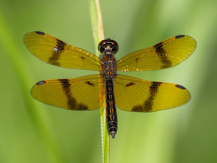 Perithemis undescribed (Dancing Amberwing) male-2.jpg